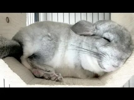 True sleep