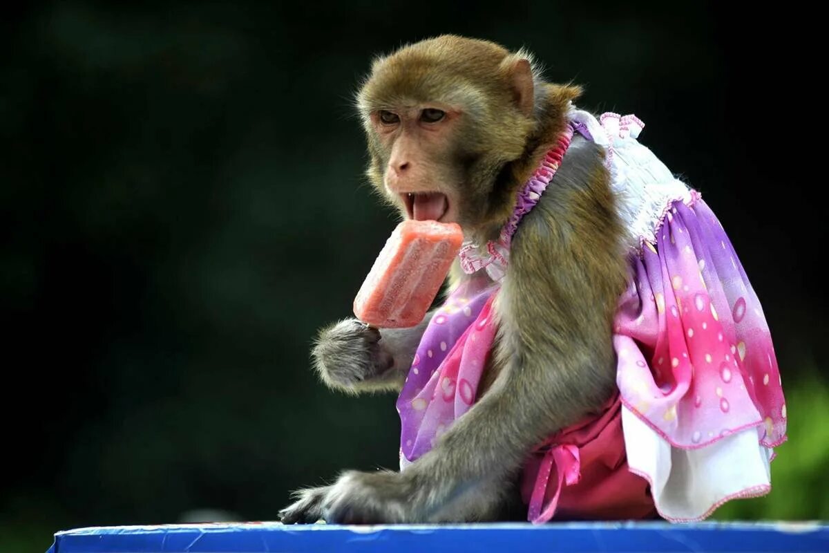 Розовая обезьяна. Обезьяна в платье. Фото обезьяны. Обезьяна девочка. Смешная обезьянка в платье.
