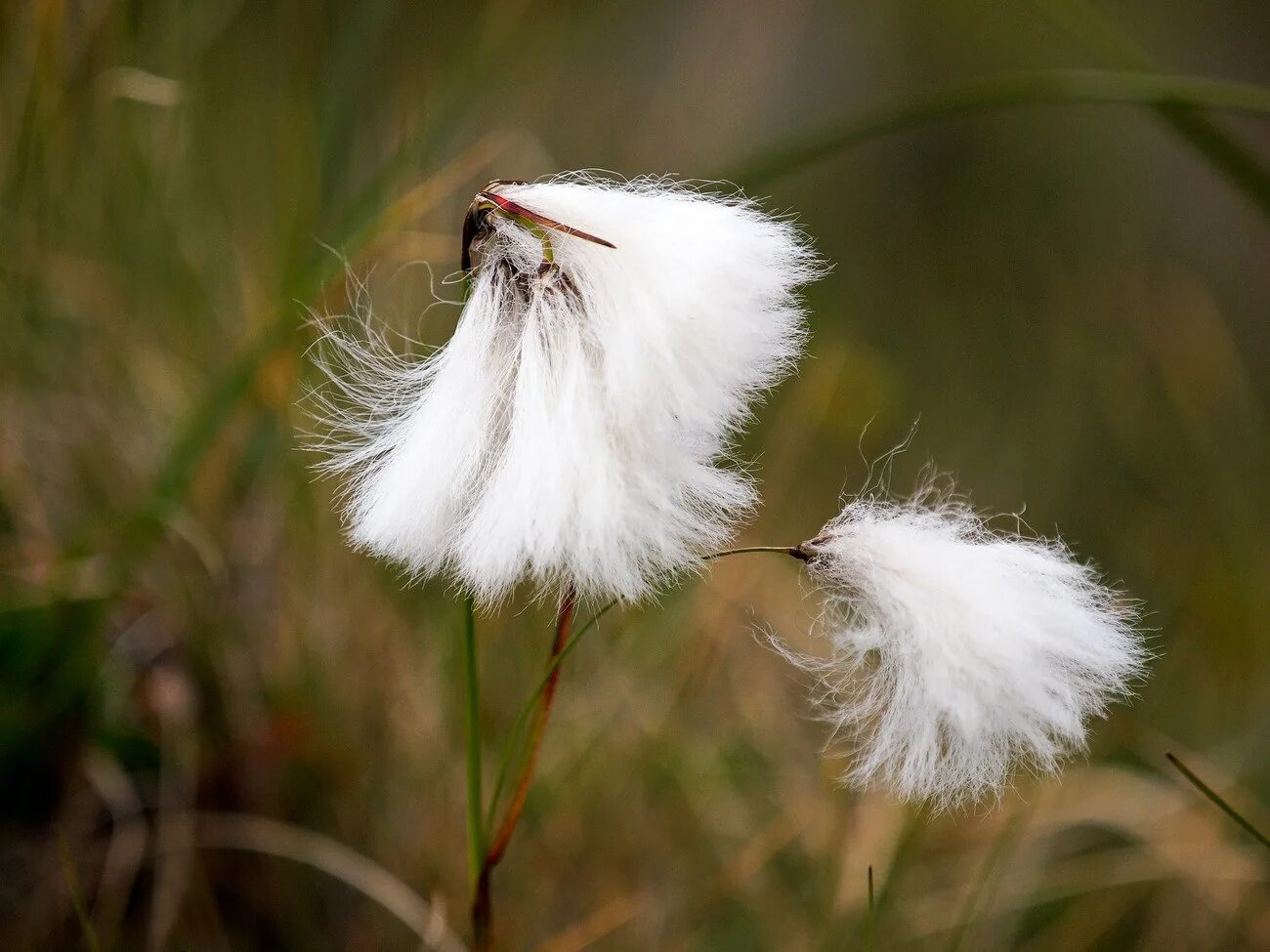 Трава белая пушистая. Пушица шейхцера. Cottongrass. Пушистая трава. Пушистое растение.
