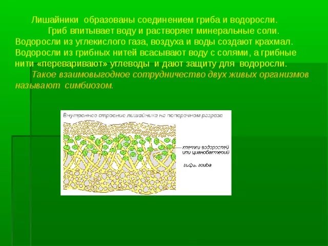 Гриб и водоросль в лишайнике. Грибница гриба образующего лишайник. Гриб и водоросль, образующие лишайник. Грибниа и водросли в лишайнике. Чем образованы лишайники