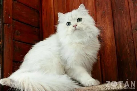 Шиншилла длинношерстная