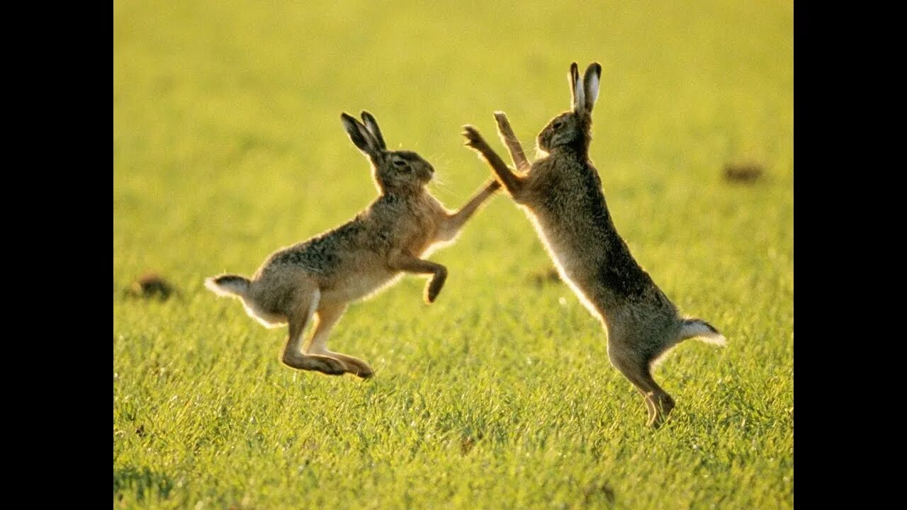 Hare of the cog. Hare of the cog