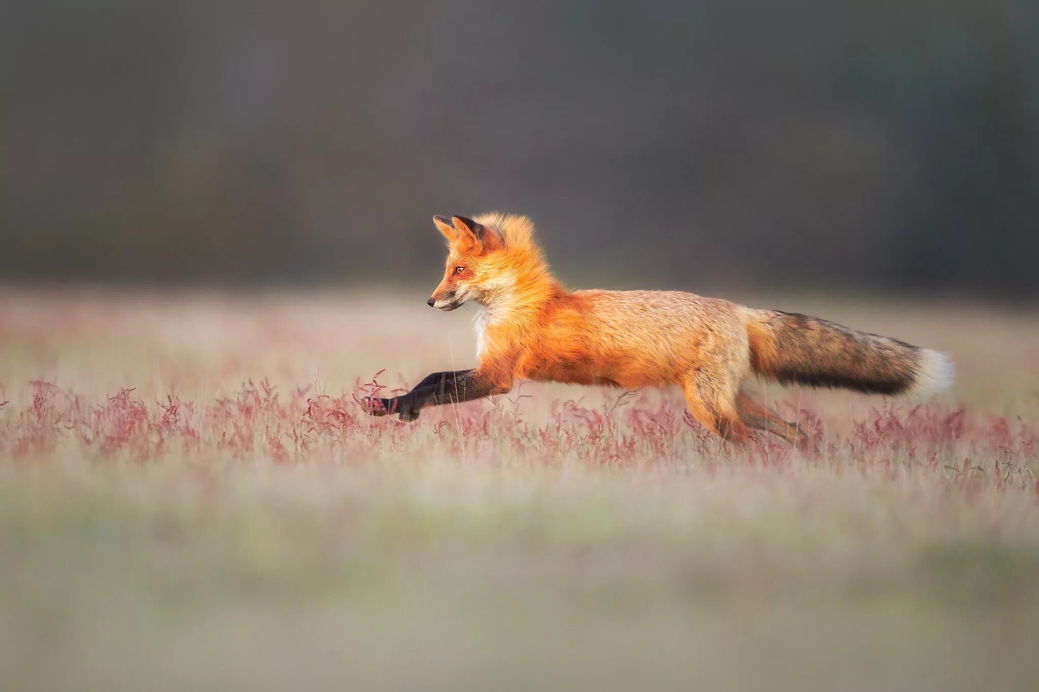 Лисица гонится за косулей скорость лисицы 11. Лиса. Лиса бежит. Лиса в прыжке. Обыкновенная лисица.
