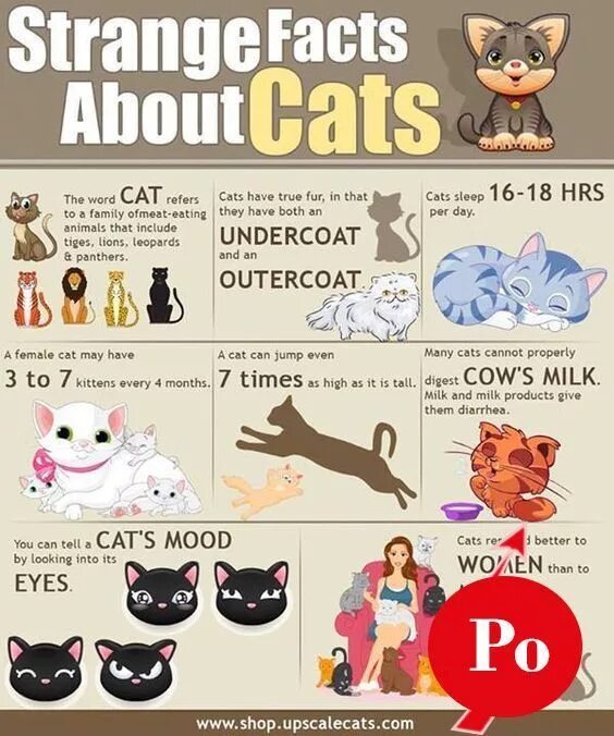 How many kittens has the cat got. Cat scale mood. text about cats. шкала cat. mood on a scale of cats.