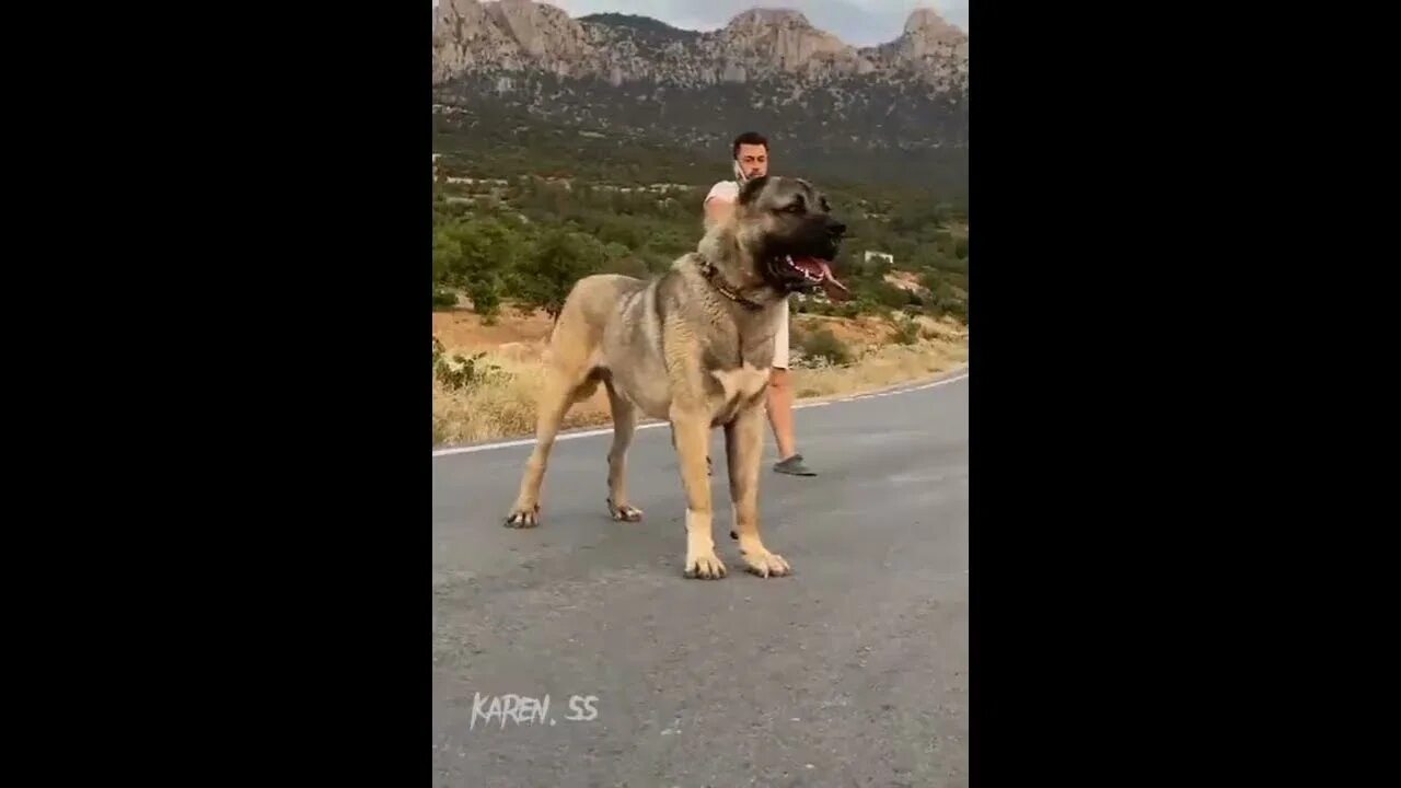 Укус кангала. Кангал собака против тигра. Кангалская овчарка с человеком. Кангалский мостивй собаки.