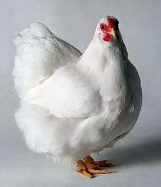 Куры кобб 500. Бройлеры кобб фото петуха. Породы кур бройлеров. Породы кур бройлеров. Бройлеры породы хаббард.