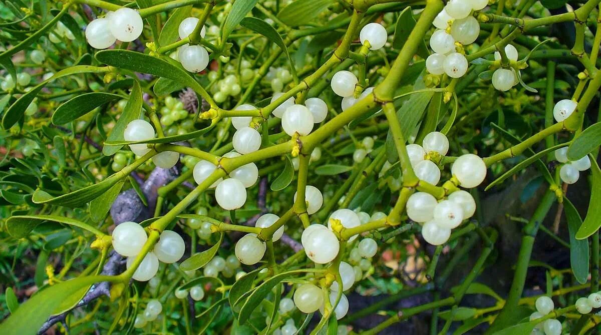 Омела белая для похудения. Трава омела для похудения. Омела белая. Омела белая трава. Омела белая лечебные свойства.