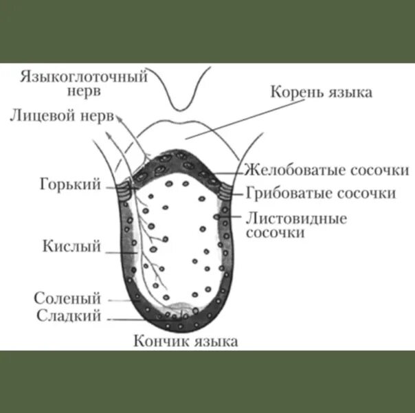 Схему расположения вкусовых рецепторов языка Презентация на тему: Схема распределения вкусовой чувствительности на языке