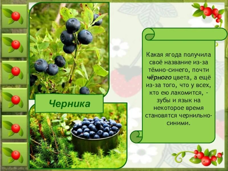 Какую ягоду называют журавлиной. Какую ягоду называют журавлиной