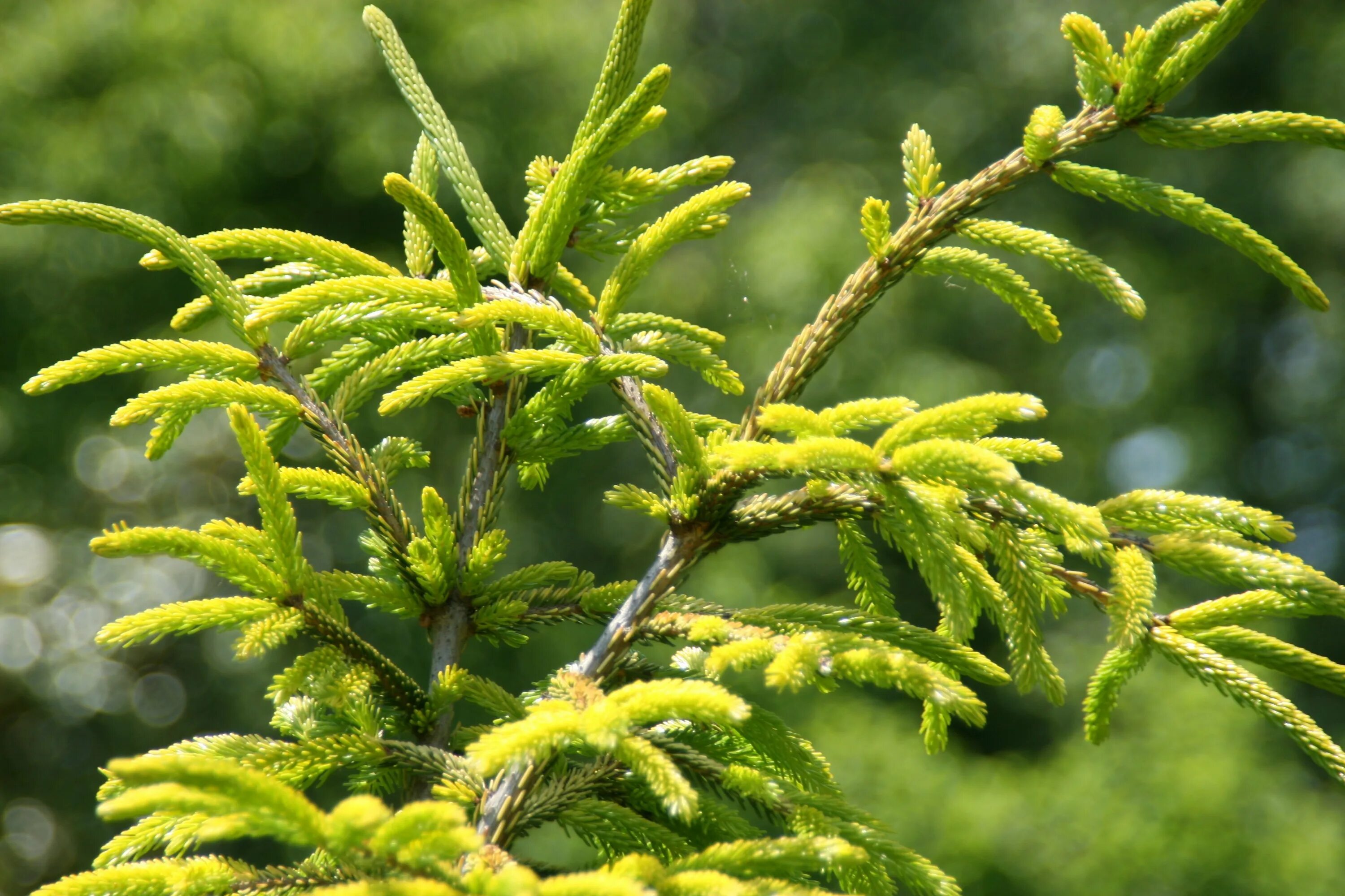 Picea aurea. Picea orientalis aurea. ель виргата ауреа. ель ауреа магнифика. ель ауреоспиката.