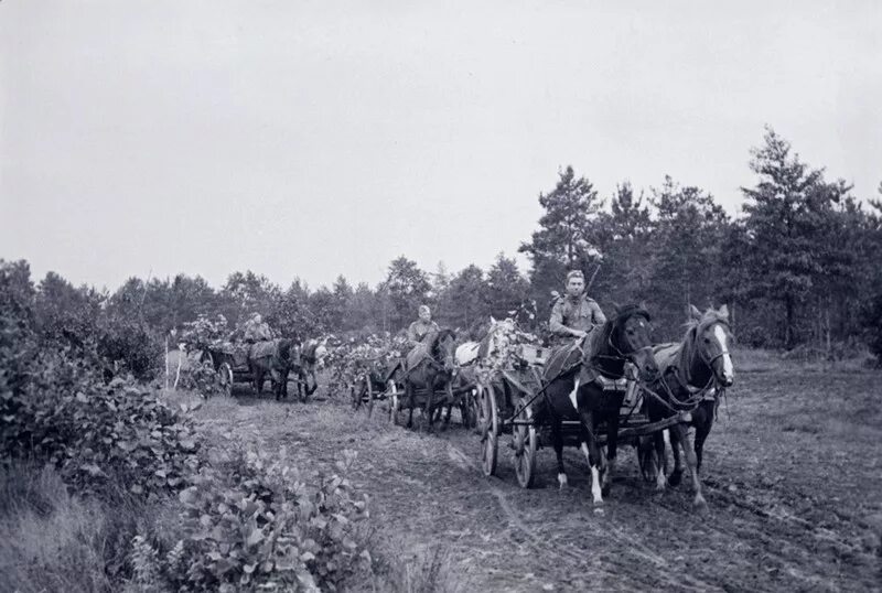 Фронт телега. Гужевой транспорт РККА В ВОВ 1941-1945 гг. Лошади в годы войны 1941-1945. Конная кавалерия на войне 1941-1945. Лошади на фронте Великой Отечественной войны.