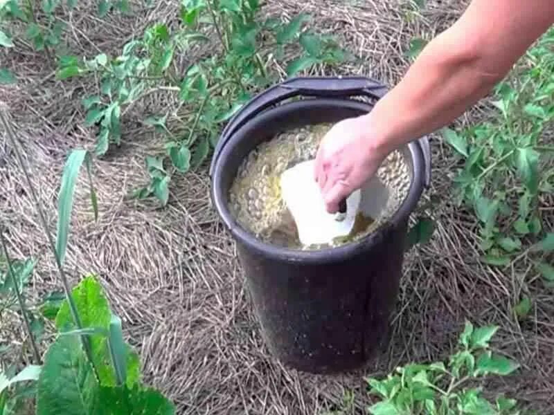 Куриная подкормка для растений. Удобрение из куриного помета. подкормка куриным пометом. куриный помет для подкормки. помидоры поливать куриным пометом.