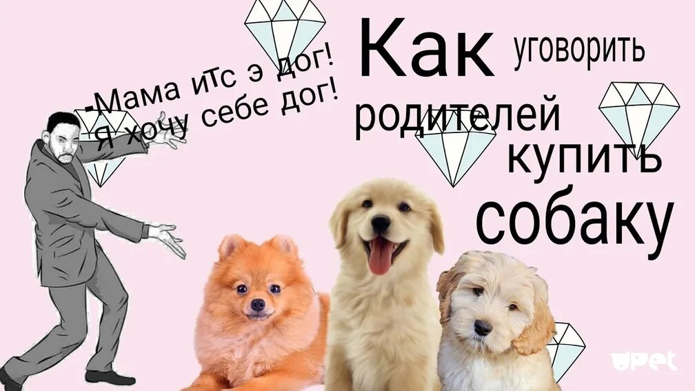 Как уговорить маму поехать. Как уговорить родителей завести собаку. как уговорить маму купить собаку. как уговорить маму завести собаку. как уговорить родителей купить собаку в квартире.