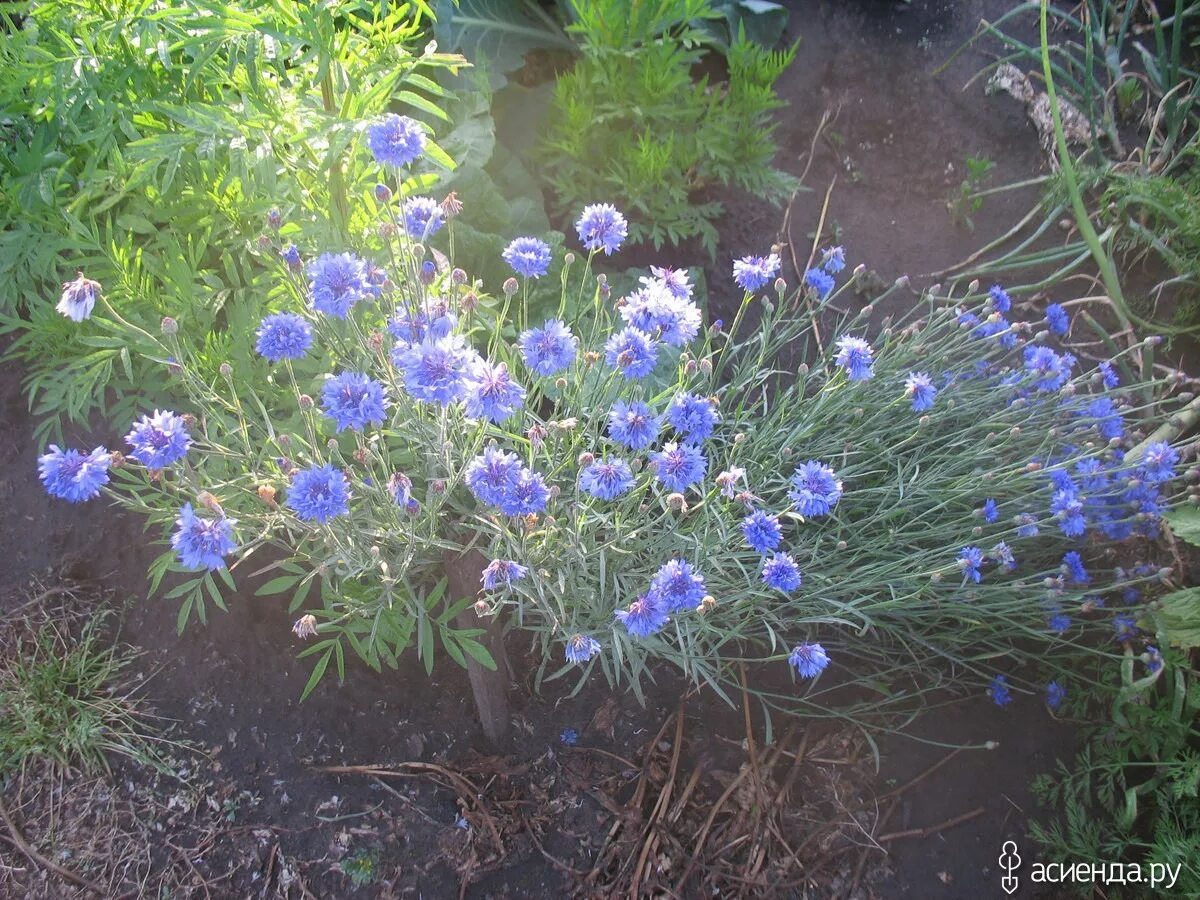 Василёк Донской (Centaurea tanaitica Klok.). Василек Блу медальон. Василек многолетний Ясная Поляна. Цветы Василек однолетки.