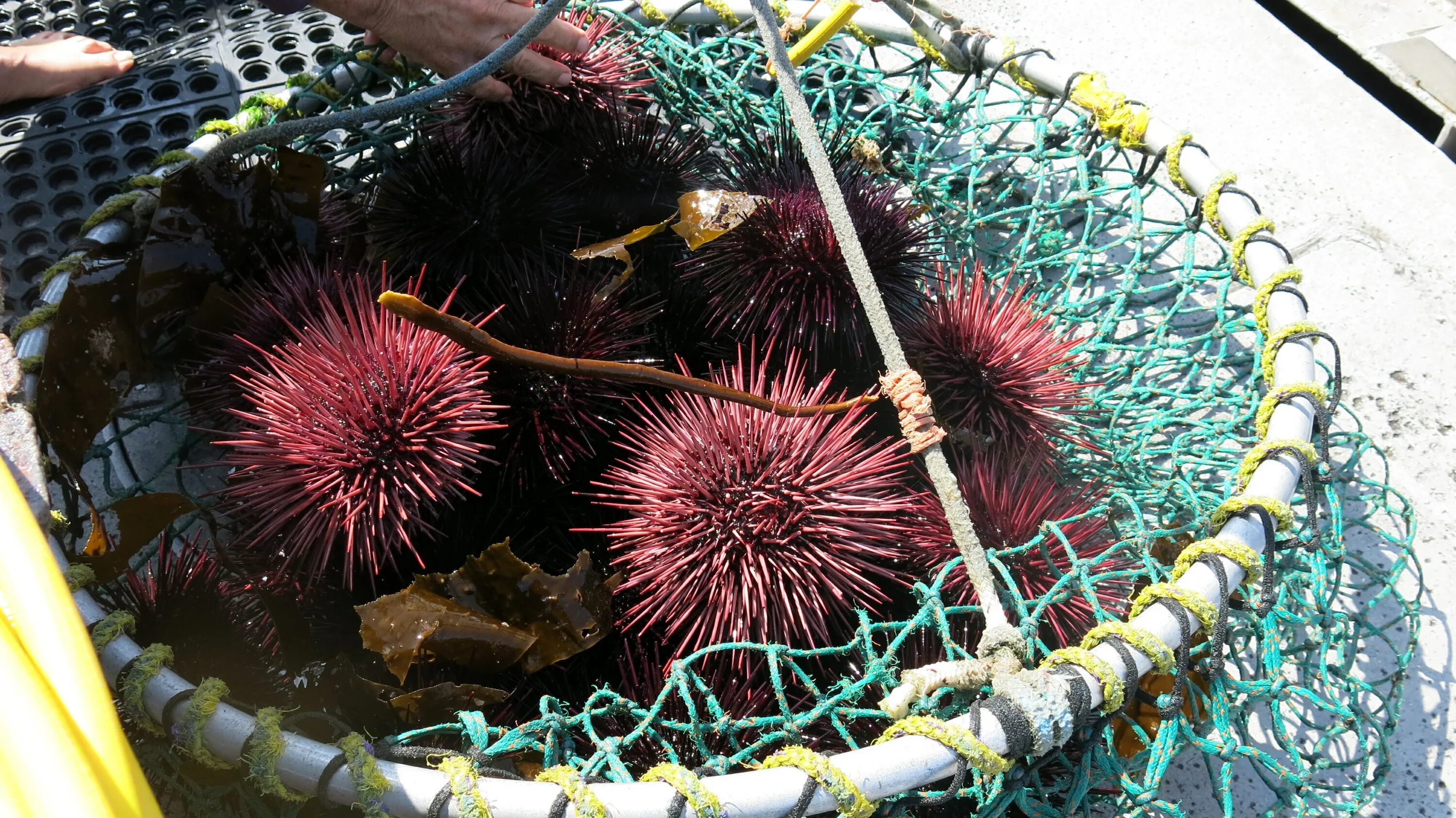 Морской еж группа животных. Аквакультура морские ежи. лилейник spiny sea urchin (колючий морской еж). сбор морских ежей. морской еж в ундоровском музее.