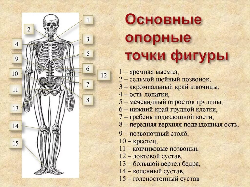 Первая основная точка. Опорные точки скелета человека. Опорные точки скелета торса. Опорные точки фигуры анатомия. Основные опорные точки фигуры человека.