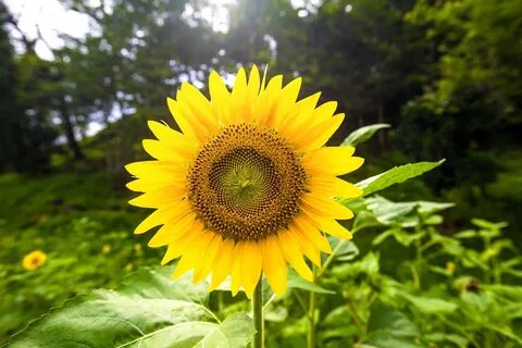 Язык подсолнуха