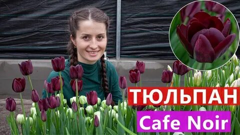 Кафе тюльпан