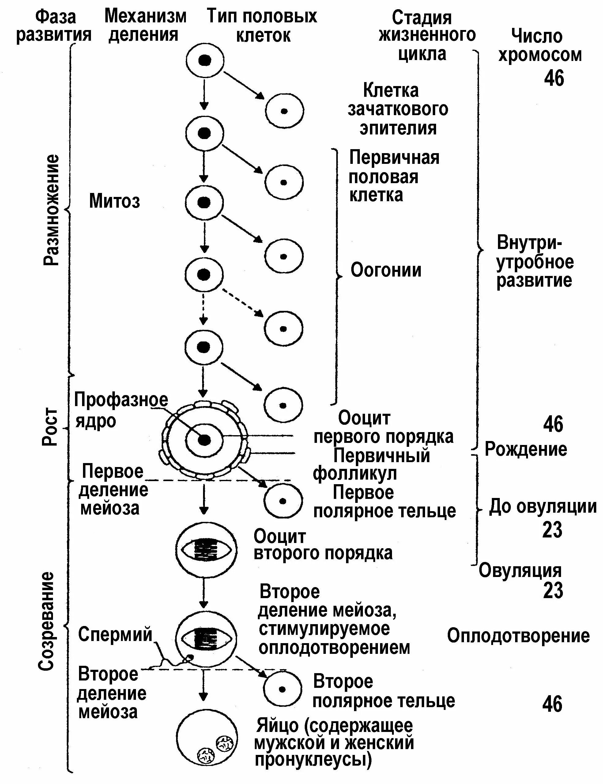 Различие мужских и женских половых клеток. Схема овогенеза фазы развития женских половых клеток. Овогенез схема стадии. Фазы овогенеза схема. Схема процесса овогенеза.