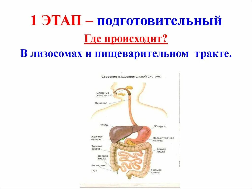 На подготовительном этапе обмена происходят. Где происходит подготовительный этап. Где происходит подготовительный этап обмена веществ. Энергетического обмена в пищеварительном тракте.