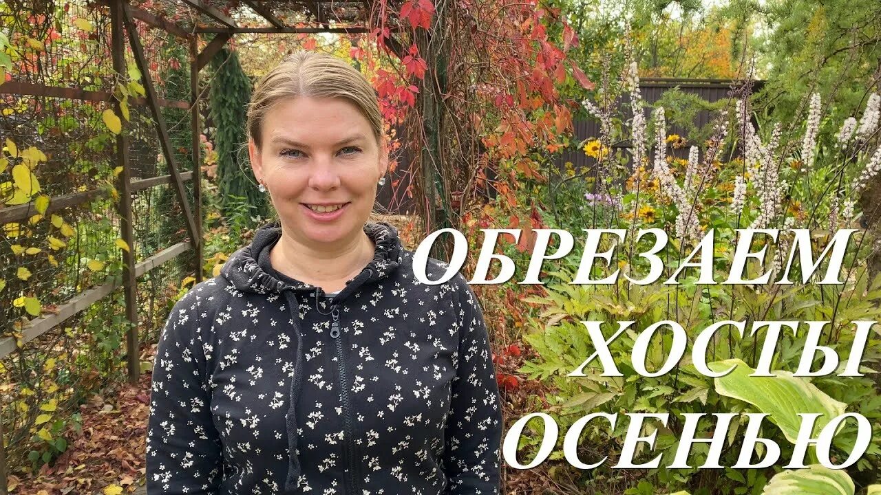 Обрезка хост. Посадка хосты осенью в открытый грунт. хоста растение уход осенью. срезанная хоста осенью как выглядят весной.
