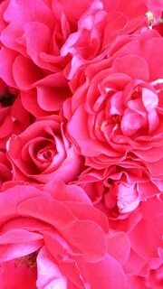 Pink rose red