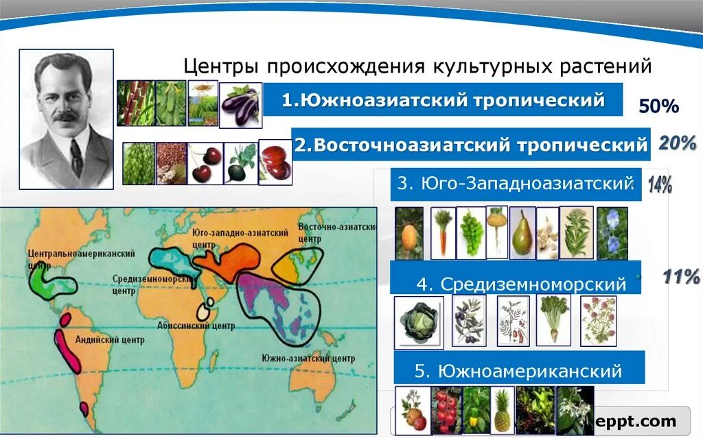 Восточноазиатский центр происхождения культурных. Центр происхождения и многообразия культурных растений н и Вавилова. Центры культурных растений Вавилова. Центры происхождения культурных растений по н.и Вавилову. Центры происхождения культурных растений Вавилова.