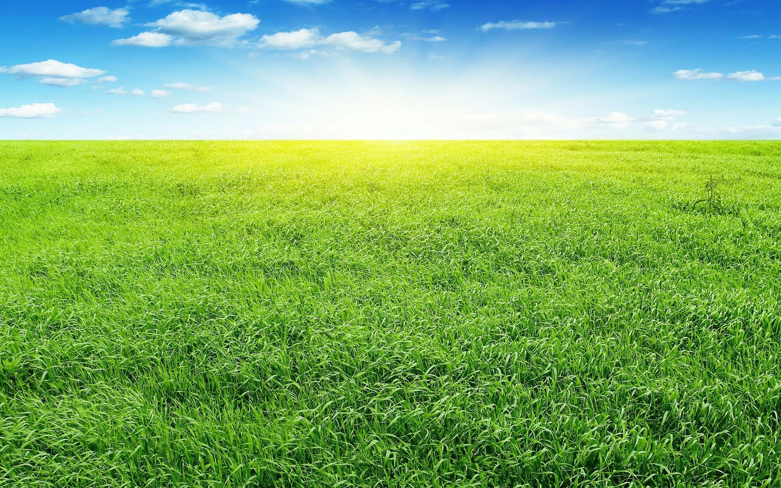 Поставь зеленое поле. Зеленое поле. Трава поле. Трава и небо. Фон поле.