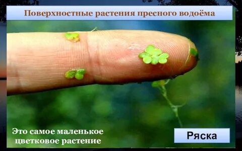 Пресные растения