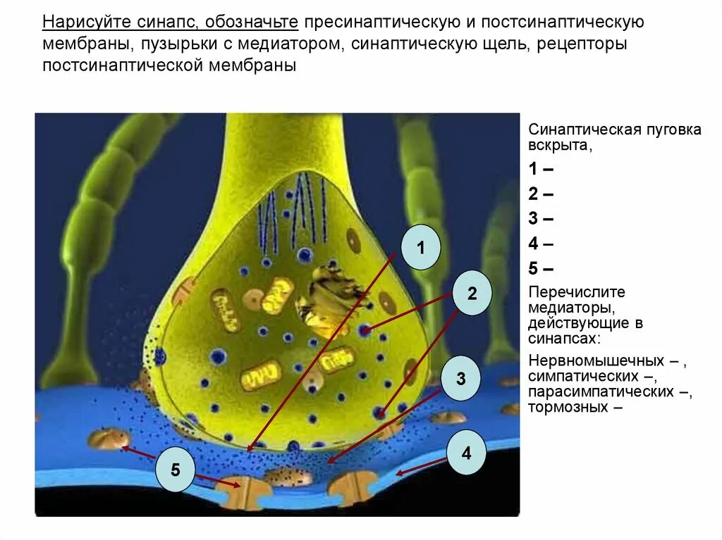 Синаптические пузырьки. Синапс пресинаптическая мембрана. Рецепторы пресинаптической мембраны. Мембраны и щель синапса. Синаптическая щель медиаторы.