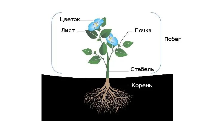 Цветок лист почка стебель корень побег. Строение растения: корень, стебель, листья, цветок. Корень побег лист стебель. Строение стебля и корня растений