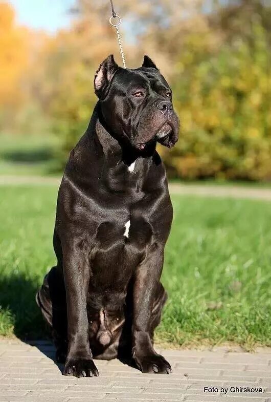Кане корсо фото коричневый Female Cane Corso for Sale, Cane Corso Female Puppies