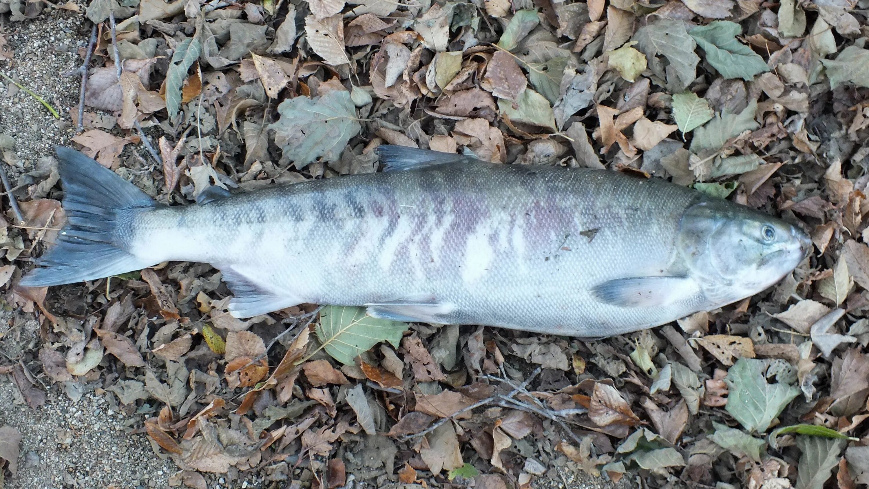 Oncorhynchus keta. Кета рыба. Кета рыба. Кета дальневосточная. Keta go kr.