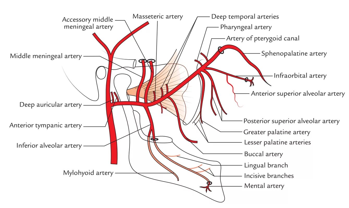 A maxillaris. Ветви a maxillaris схема. Верхнечелюстная артерия ветви схема. Верхнечелюстная артерия схема. Верхнечелюстная артерия и ее ветви.