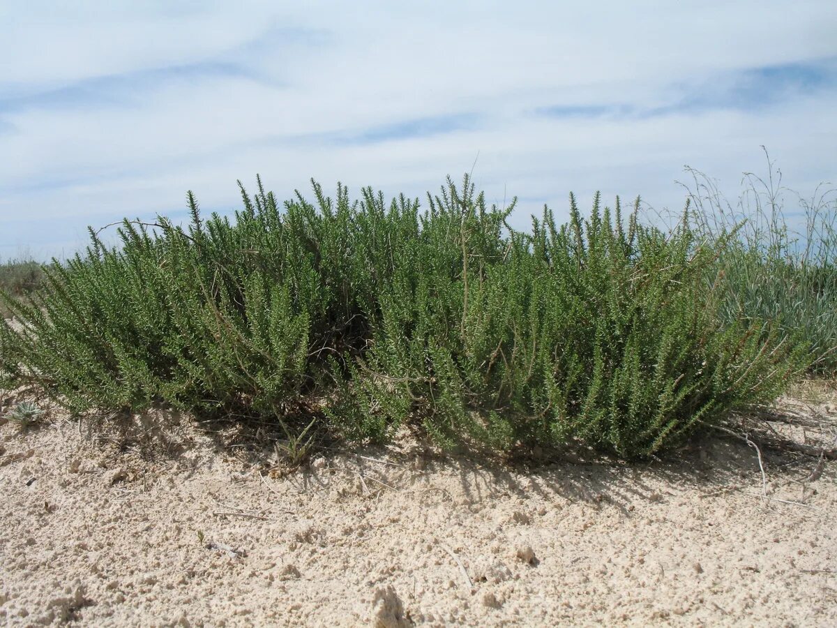 Солянка южная 5. Salsola Tragus. Salsola Tragus растение. Растение солянка холмовая. Солянка Южная (Salsola Australis)..