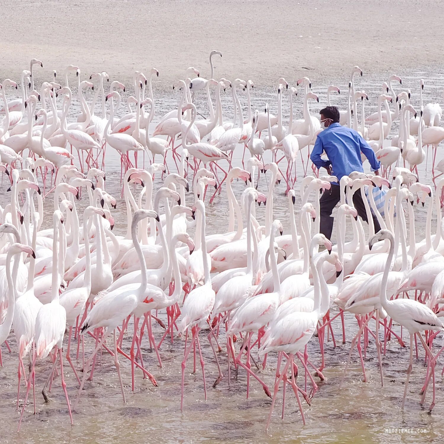 Заповедник Фламинго рас-Аль-хор Дубай. Озеро Фламинго в Дубае. Заповедник ras al Khor. Розовые Фламинго в Дубае.
