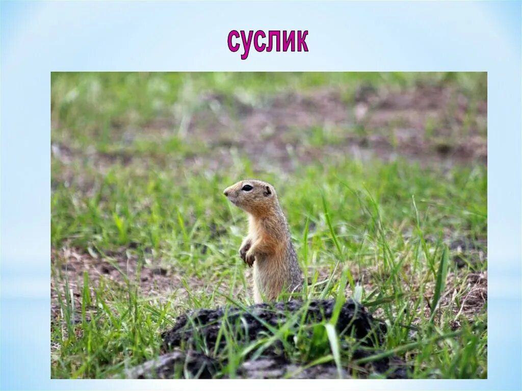 Какие животные обитают в оренбургской области. Животные Оренбургского края. Оренбургский суслик. Дикие животные Оренбургского края. Животные Оренбургской области суслик.