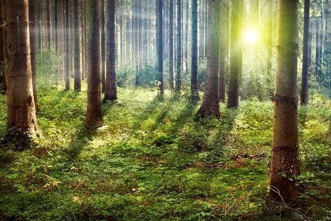 Im wald