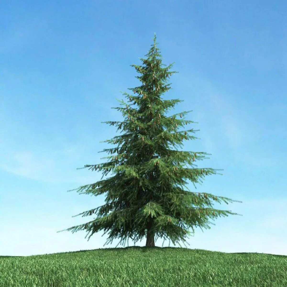 Хвойная елка. Сосна Грин Тауэр. Елка Annapolis fir Tree. Хвойные деревья ель. Archmodels сосны.