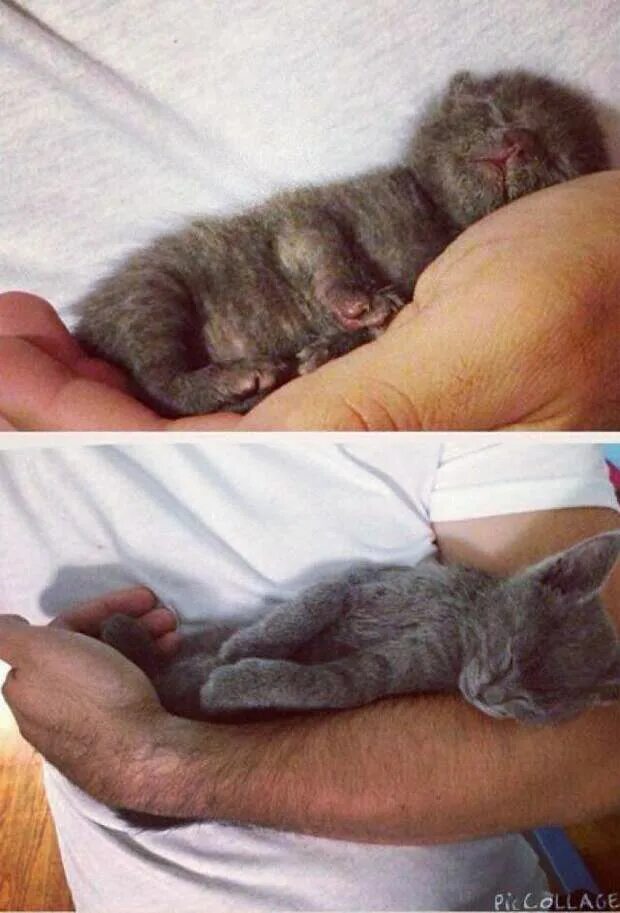 Коты которые не растут. Котята которые не растут. маленькие котята которые не растут. котики которые не растут порода.