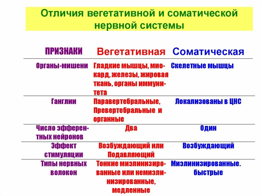 Соматическая и вегетативная нервная система отличия. Отличия соматической и вегетативной. Соматическая и вегетативная разница. Разница соматической и вегетативной нервной системы.