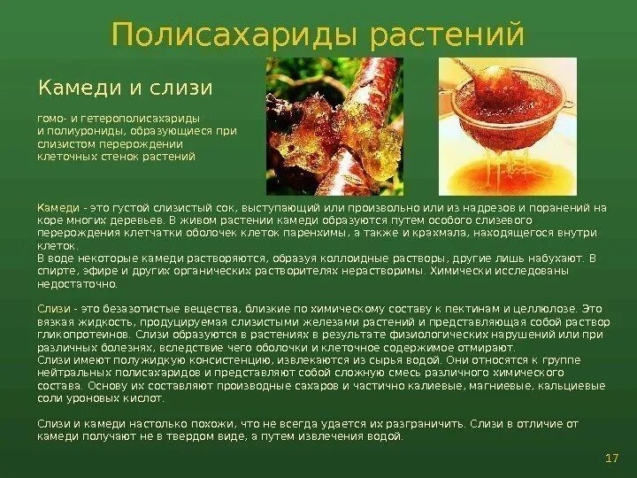 Травы слизи