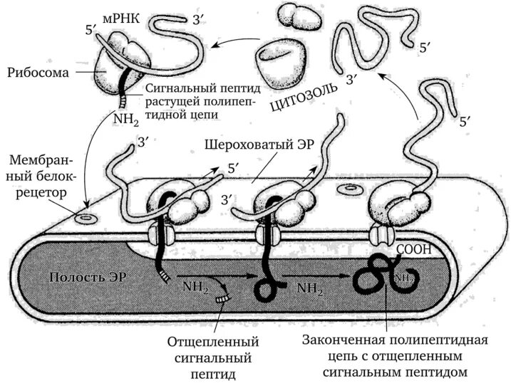 Синтез и транспорт белков в эпс. Синтез белка на рибосомах ЭПС. Белки эндоплазматической мембраны. Синтез белков на гранулярной ЭПС. Внутриклеточный Синтез белка.