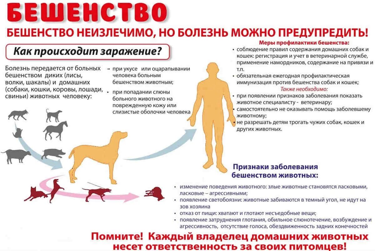 Заболеет ли бешенством привитая собака