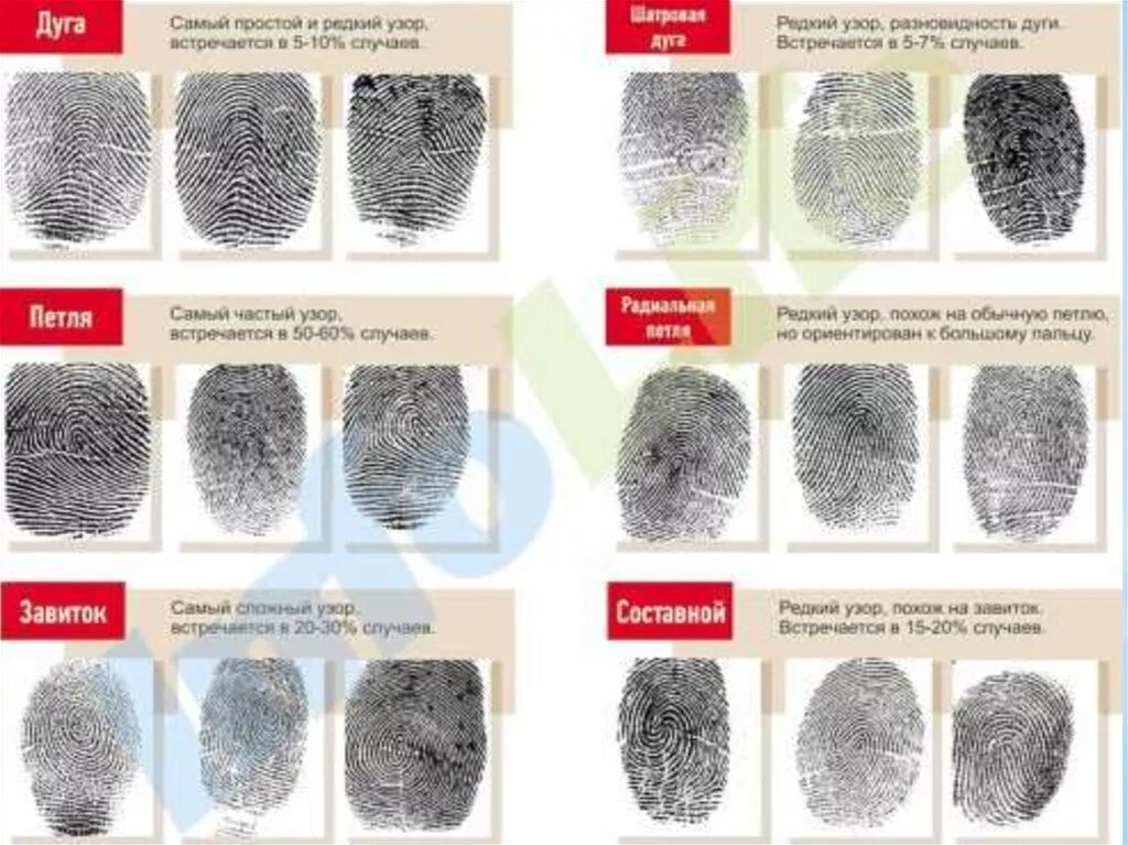 Sectionname ru настройки отпечатков профилей en fingerprints. Завиток петля дуга дерматоглифика. Отпечатки пальцев дерматоглифика. Виды узоров пальцев. Петлевой отпечаток пальца.