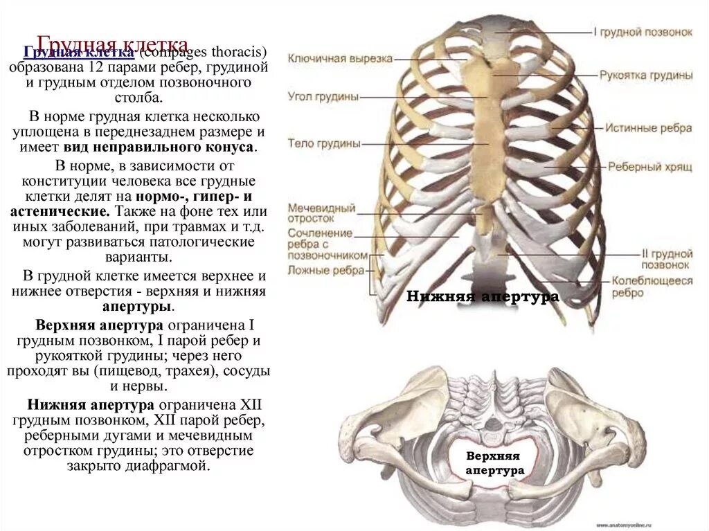 Верхняя Апертура грудной клетки образована. Грудная клетка строение апертуры. Рёбра человека нумерация спереди. Рёбра человека строение нумерация. Нижние отверстия одинаковых