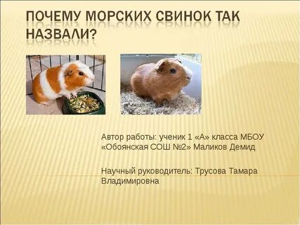 Чем дышат морские свинки