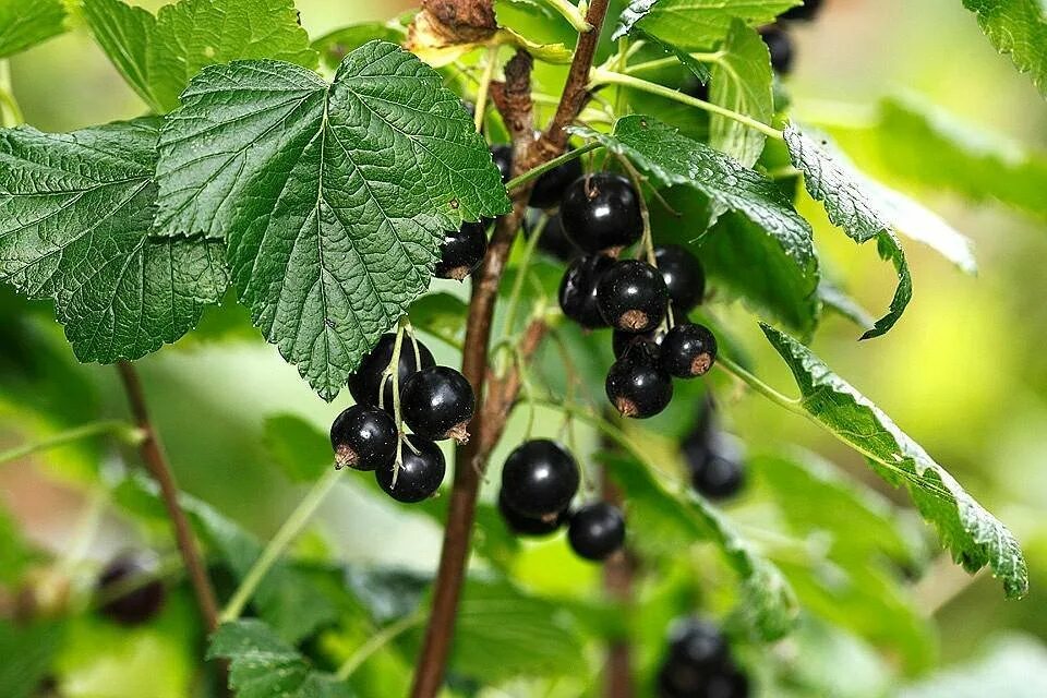 Смородина черная шадриха. Смородина чёрная листья. Смородина в саду. Смородина чёрная листья. ).