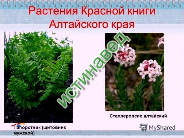 Растения внесенные в красную книгу алтайского края. Растения внесенные в красную книгу алтайского края