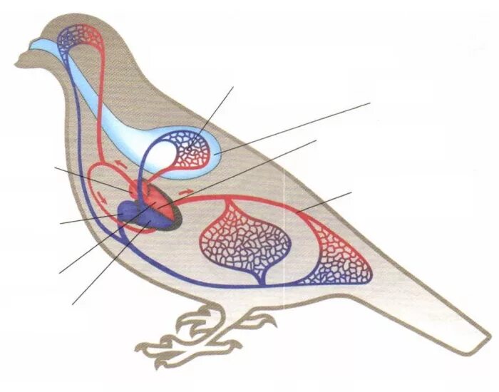 Кровеносная система птиц. Кровеносная система птицы голубя. Строение кровеносной системы птиц. Кровеносная система птиц 7 класс биология. Схема кровообращения птиц